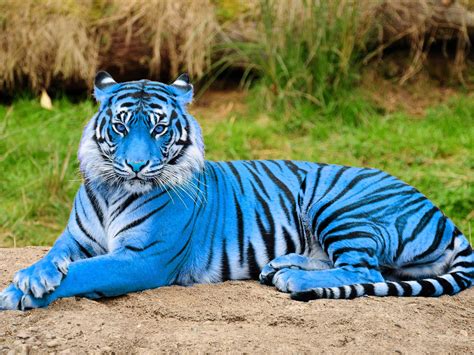 Tigre royal blue 